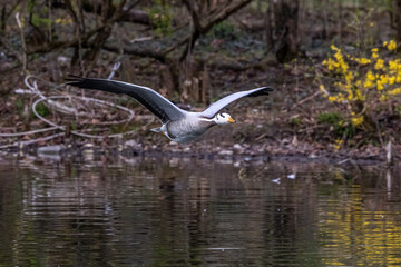 The bar-headed goose, Anser indicus flying over a lake in English Garden in Munich