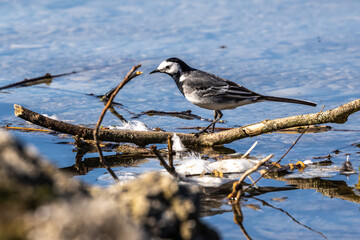 The white wagtail, Motacilla alba is a passerine bird in the family Motacillidae.