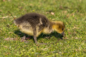 Beautiful yellow fluffy greylag goose baby gosling in spring, Anser anser