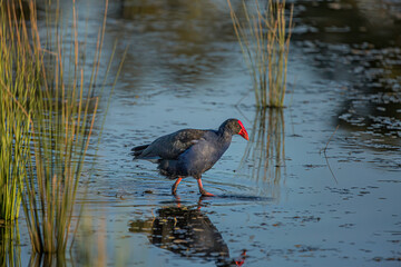 Bird in the pond