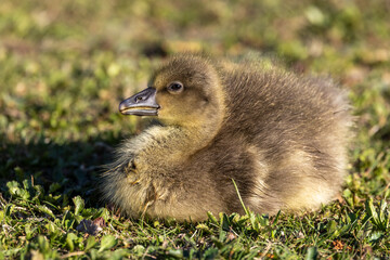 Beautiful yellow fluffy greylag goose baby gosling in spring, Anser anser