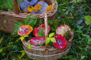 A wicker basket with fly agarics in a green clearing in the forest.