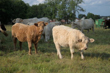 Charolais and Salers mixed breed calves, white and brown