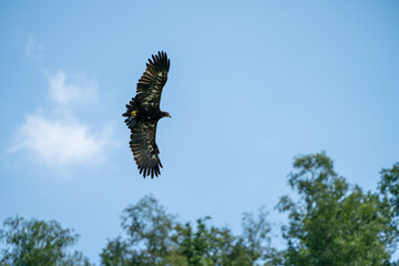 Steppenadler im Flug