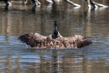 The Canada Goose, Branta canadensis at a Lake near Munich in Germany