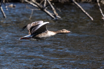 The flying greylag goose, Anser anser is a species of large goose