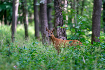 Rehwild beim äsen, Wild, Wilde Tiere, Rotwild, Jagd, Fressen