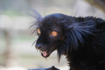 Madagascar black lemur with tusks close up