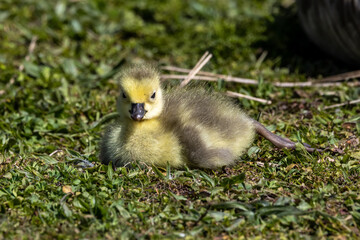 Beautiful yellow fluffy Canada Goose baby gosling in spring, Branta canadensis