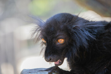 Madagascar black lemur with tusks close up