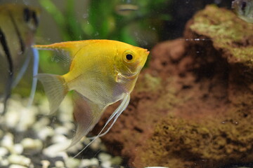 angelfish fish in aquarium