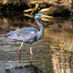 Grey heron, Ardea cinerea, a massive gray bird wading through a flat lake searching for fish