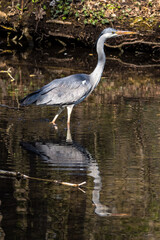 Grey heron, Ardea cinerea, a massive gray bird wading through a flat lake searching for fish