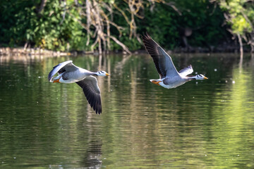 The bar-headed goose, Anser indicus flying over a lake in English Garden in Munich