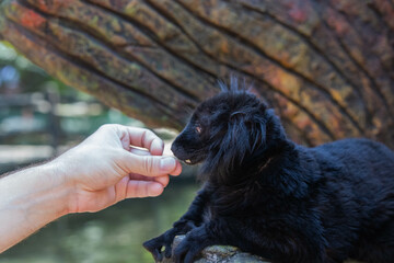 Madagascar black lemur with tusks close up