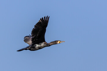The great cormorant, Phalacrocorax carbo flying in the air