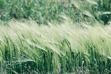 Shallow focus of a wide field of common barley in a windy weather - perfect for a background