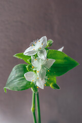 (Tradescantia fluminensis) small-leaf spiderwort, white Wild flower, Cape Town, South Africa