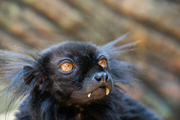 Madagascar black lemur with tusks close up