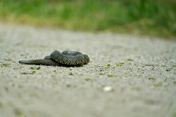 Serpent enroulé sur lui même .