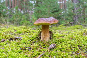 Steinpilz im Herbstwald - a beautiful cep in the autumn forest with many colorful leaves