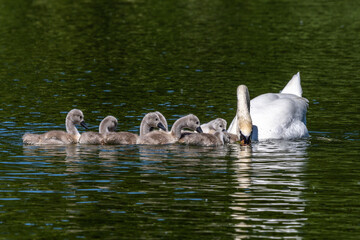 Mute swan family, Cygnus olor swimming on a lake. Mother with babies