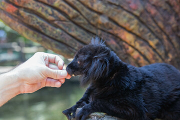 Madagascar black lemur with tusks close up