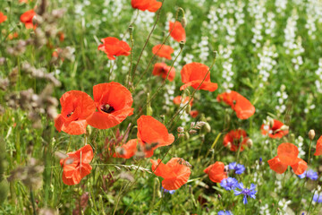 Fototapeta premium red poppy flowers in the field summer sunny