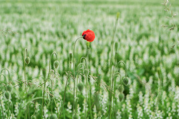 red poppy flower  in a field