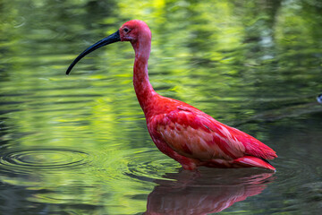 Scarlet ibis, Eudocimus ruber. Wildlife animal in the zoo