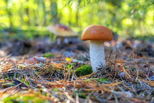 Rotkappe Pilz im Herbstwald - red cap mushroom in forest