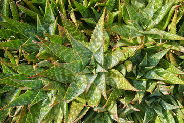 Top view of aloe maculata under sunlight