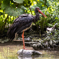 Black stork, Ciconia nigra in a german nature park