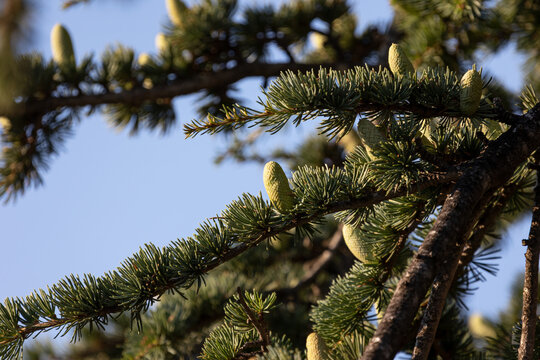 Shallow focus shot of green resinous pine cones on pine tree branches in a forest in Croatia