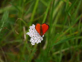 czerwończyk dukacik .czerwony motyl na białym kwiatku