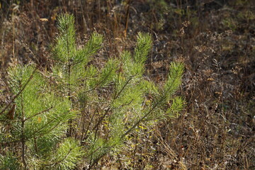 The edge of the autumn forest. Only the fir trees remain green. 