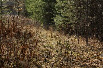 The edge of the autumn forest. Only the fir trees remain green. 