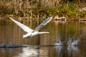 Mute swan, Cygnus olor swimming on a lake