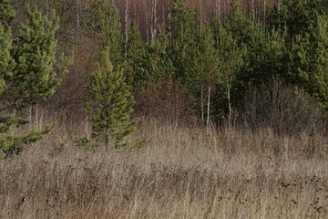 The edge of the autumn forest. Only the fir trees remain green. 