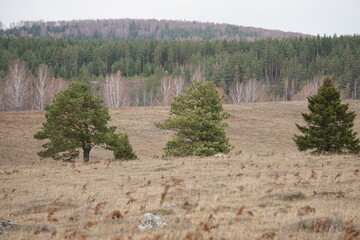 The edge of the autumn forest. Only the fir trees remain green. 