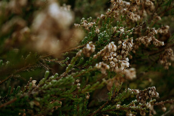 close up of frozen flowers of heather heathlands winter vegetation