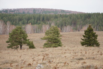 The edge of the autumn forest. Only the fir trees remain green. 