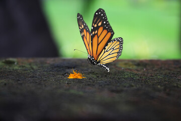 Fototapeta na wymiar butterfly hd 