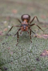 ant Formica polyctena on a leaf