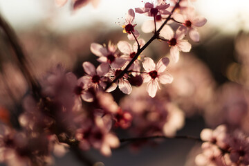 pink cherry blossom flowers closeup spring wallpaper background