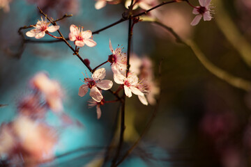 pink cherry blossom flowers closeup spring wallpaper background