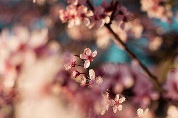 pink cherry blossom flowers closeup spring wallpaper background