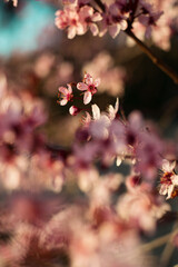 pink cherry blossom flowers closeup spring wallpaper background