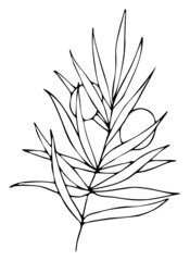 Leaves contour, hand drawn vector drawing