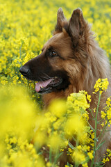 german shepherd portrait in a rapeseed field in summer